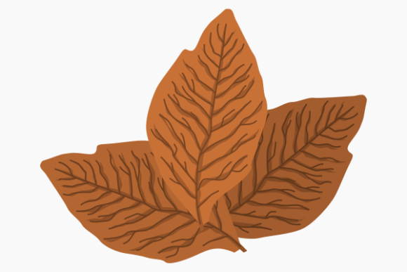 Isolated Dried Tobacco Leaves – A Decorative Graphic for Editorial Depth