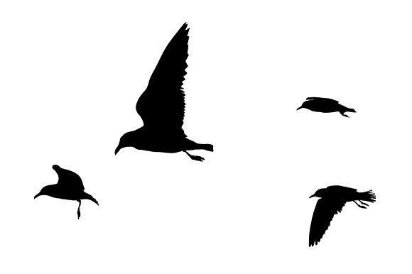 Silhouette of Seagulls in Flight Graphics Review